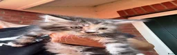 Mixed Breed cats for sale: Beautiful maine coon cross persian kittens  - Advert 6