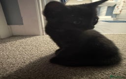 Domestic Shorthair cats for sale: 8 week old Grey/Black Tabby - Image 3