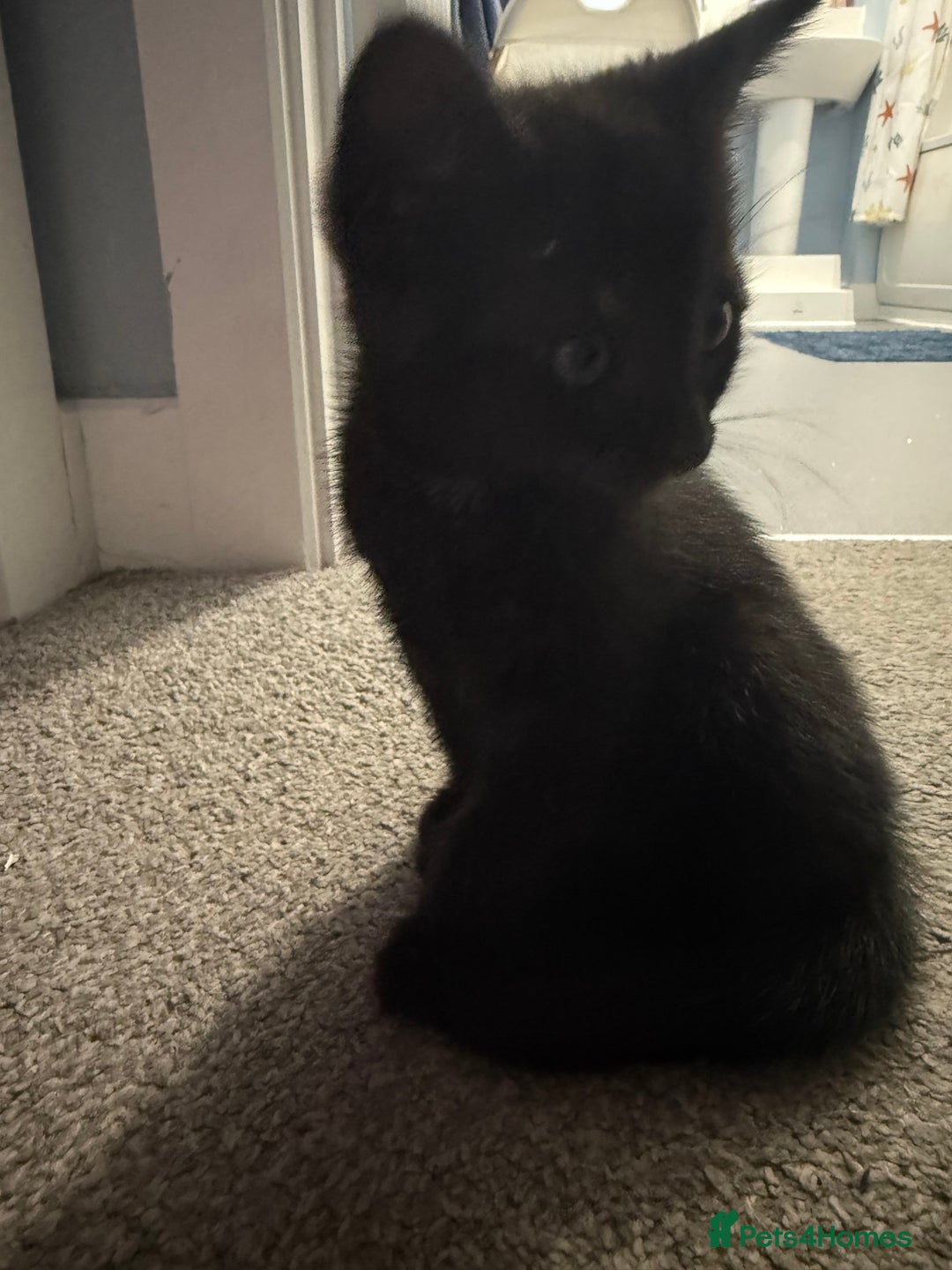 Domestic Shorthair cats for sale: 8 week old Grey/Black Tabby - Image 3