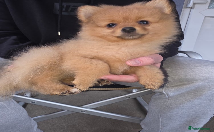Pomeranian dogs Pomeranian puppy boy last one ready to go - Advert 1