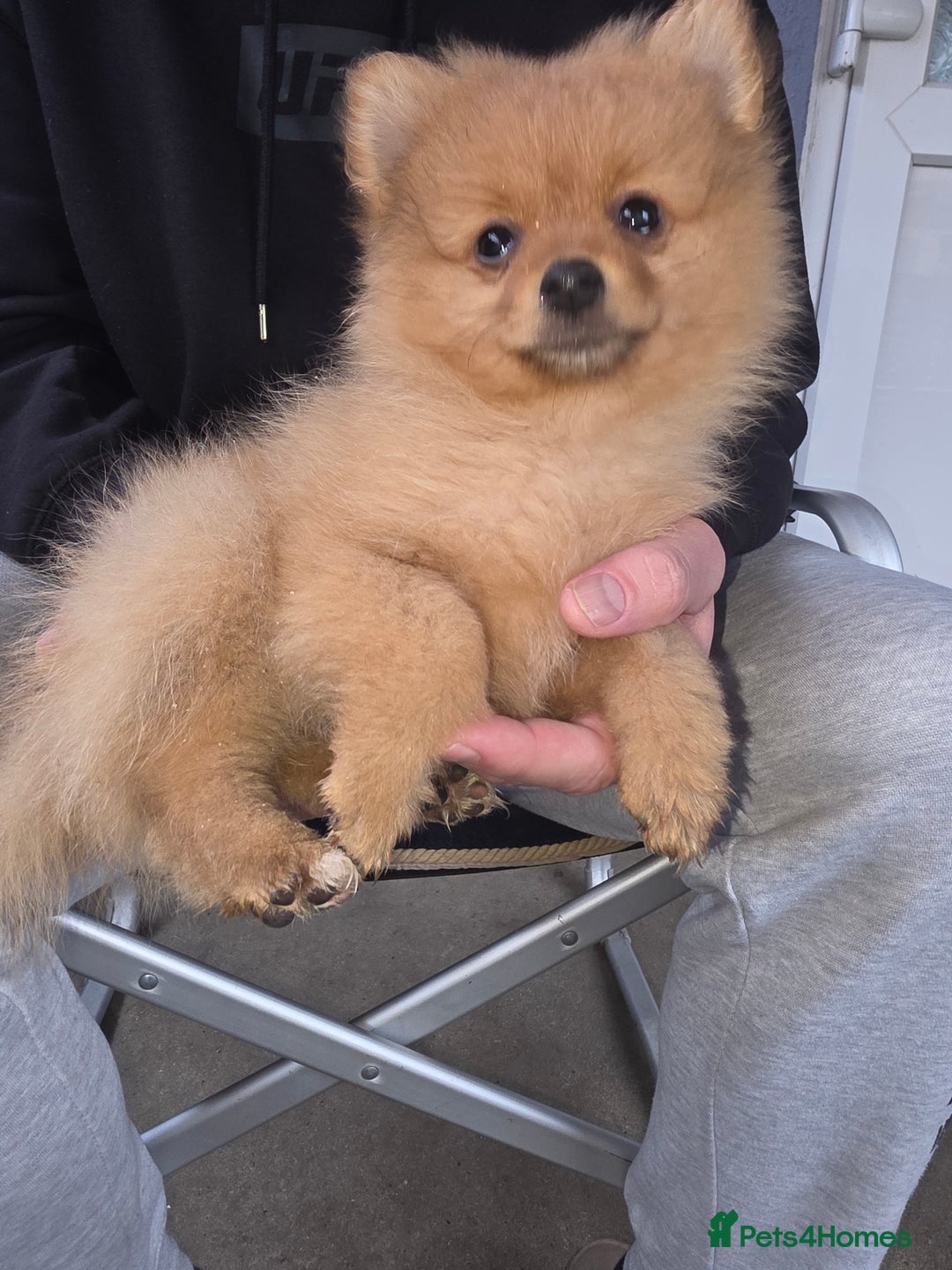 Pomeranian dogs for sale: Pomeranian puppy boy last one ready to go - Advert 1