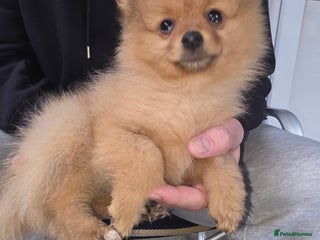 Pomeranian dogs Pomeranian puppy boy last one ready to go - Advert 7