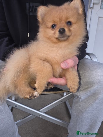 Pomeranian dogs Pomeranian puppy boy last one ready to go - Advert 1
