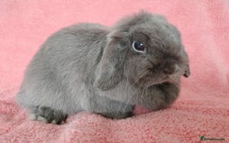Mini Lop rabbits for sale: Mini lop doe for sale  - Image 2