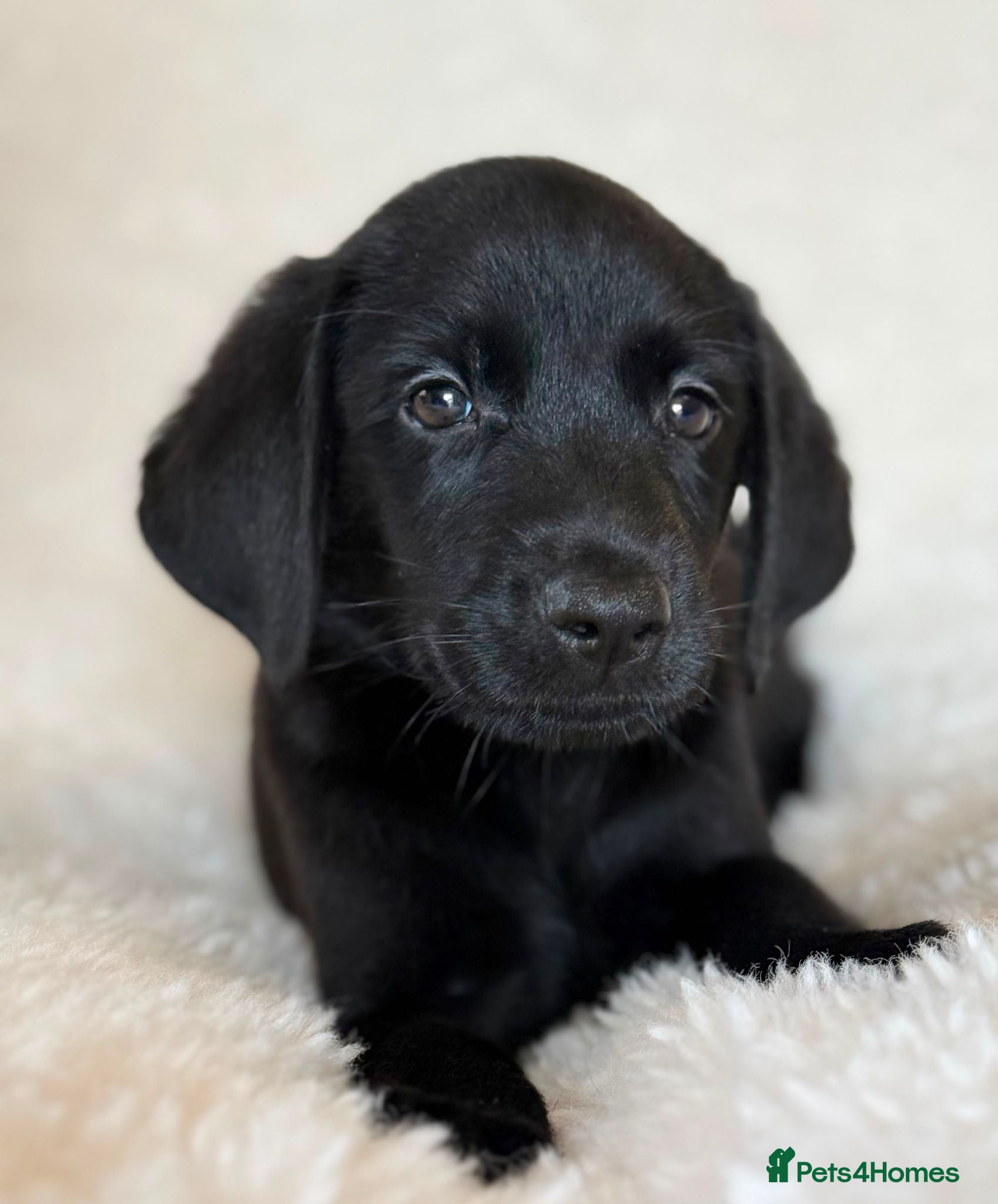 Labrador Retriever dogs for sale: Black Health Tested KC Registered Labrador Pups - Advert 2
