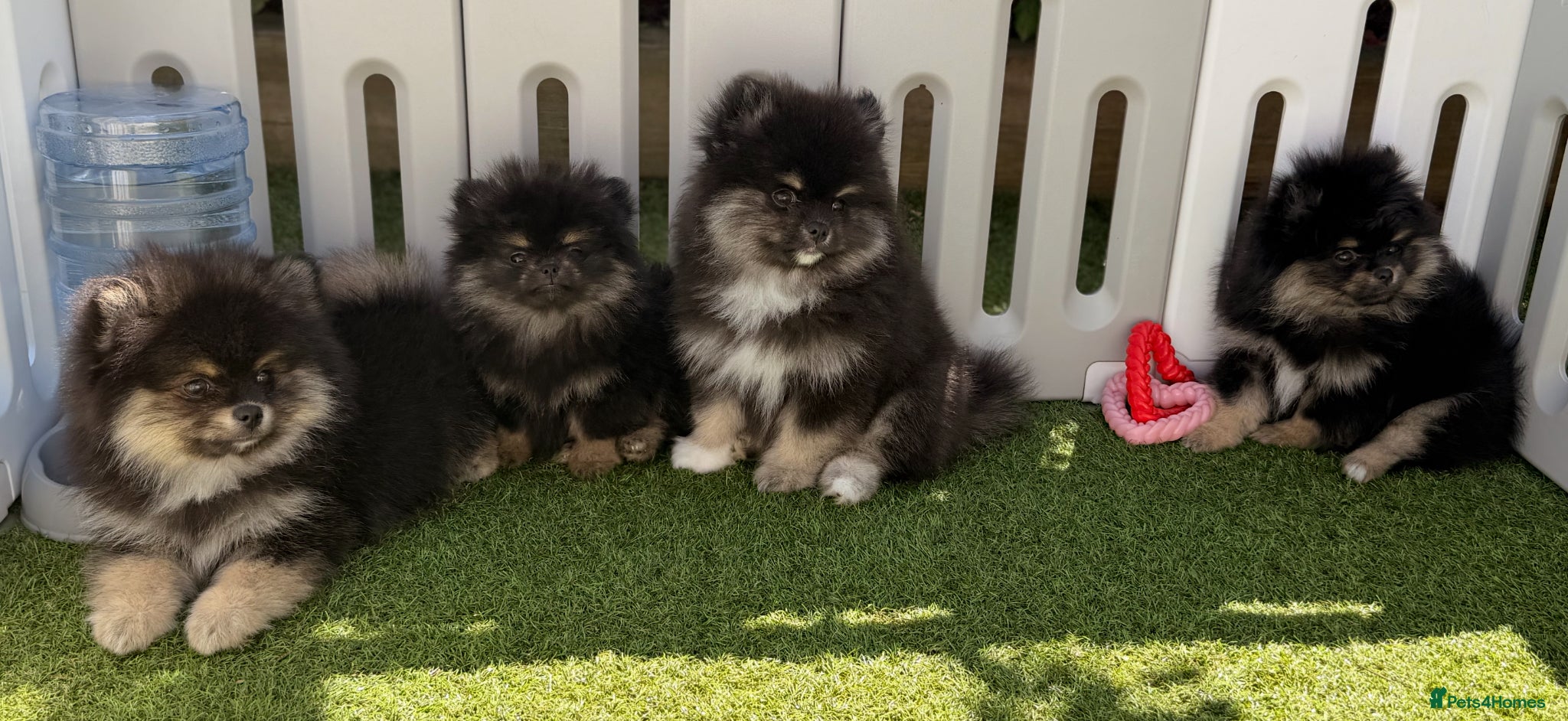 Pomeranian dogs Adorable Black & Tan Pomeranian Puppies for Sale - Advert 1