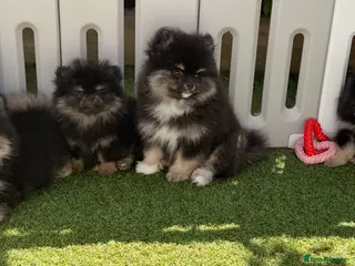 Pomeranian dogs Adorable Black & Tan Pomeranian Puppies for Sale - Advert 1
