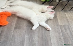 Persian cats for sale: Fluffy indoor kittens-Persian&Main Coon cross  - Image 3