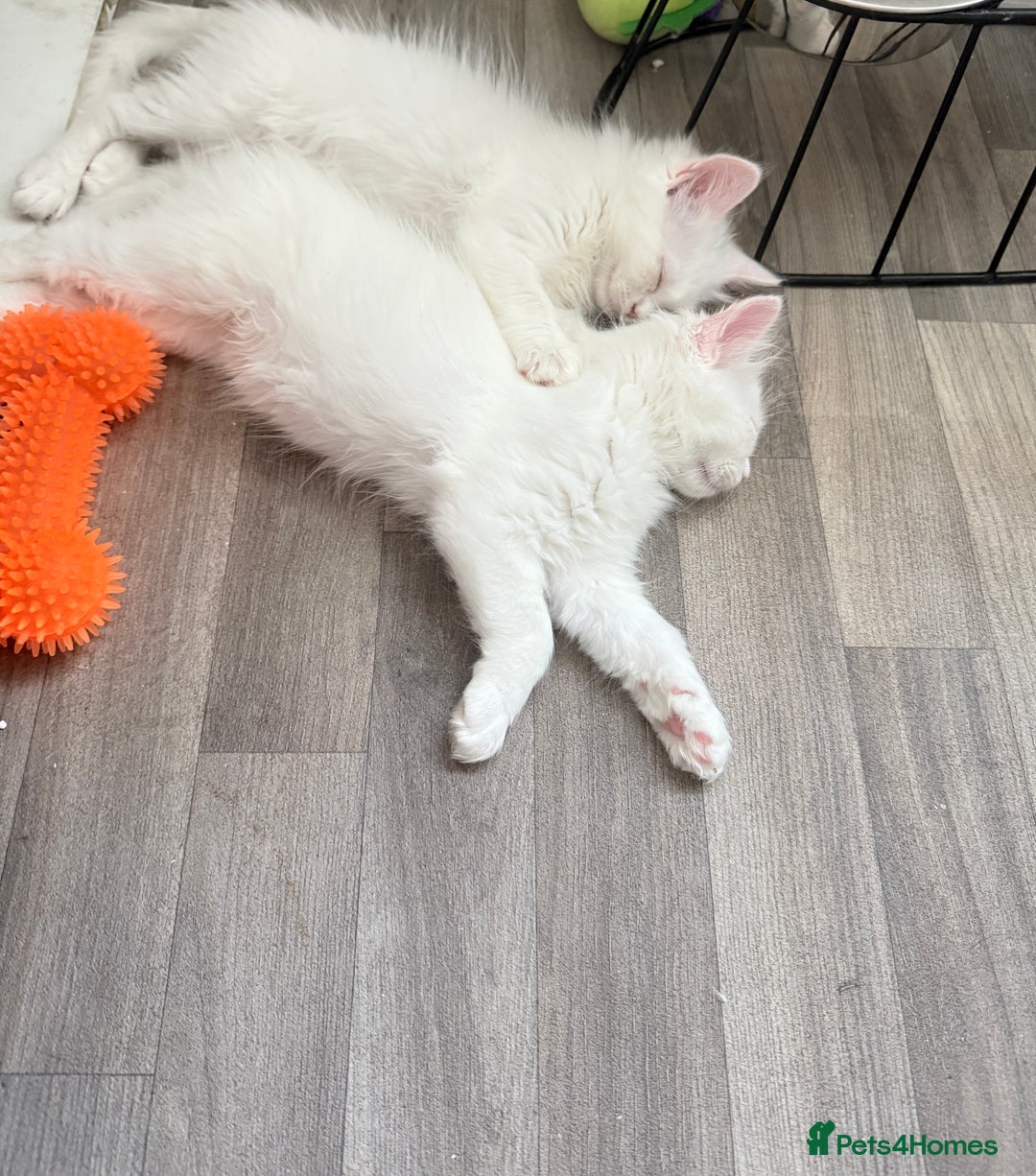 Persian cats for sale: Fluffy indoor kittens-Persian&Main Coon cross  - Image 3