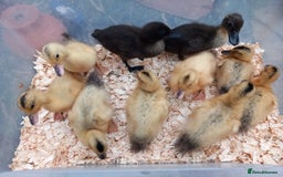 Ducks poultry for sale: Bantam Silver Appleyard Ducklings - Image 1