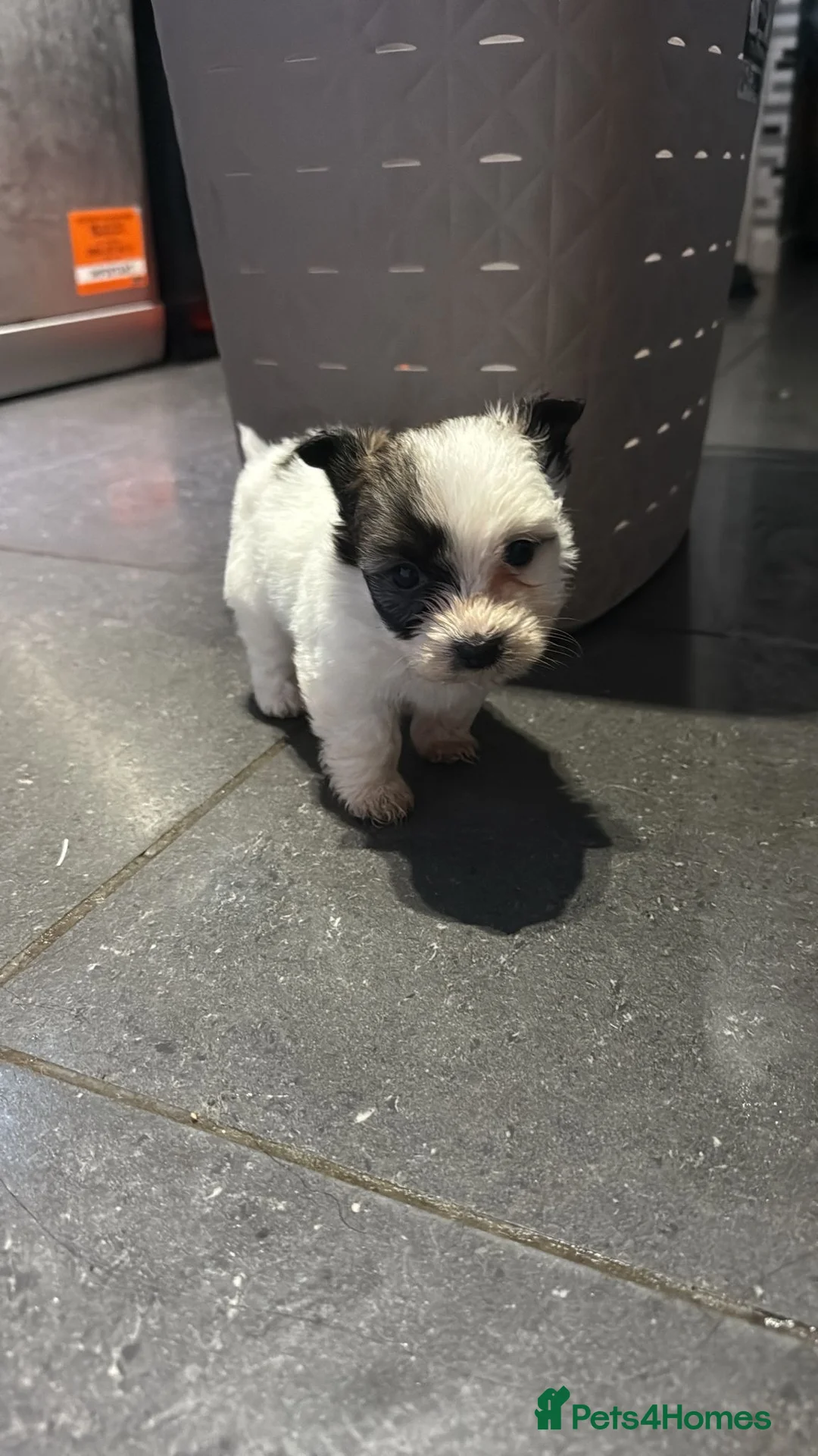 Morkie dogs for sale: 3 beautiful morkies looking for forever home  - Advert 4
