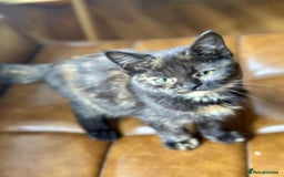 British Shorthair cats for sale: Pure British Shorthair Girls Ready Now! - Image 31