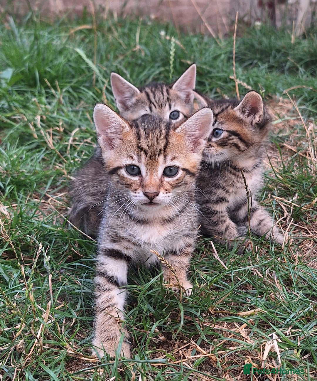 Mixed Breed cats for sale: Half Bengal kittens  - Image 1