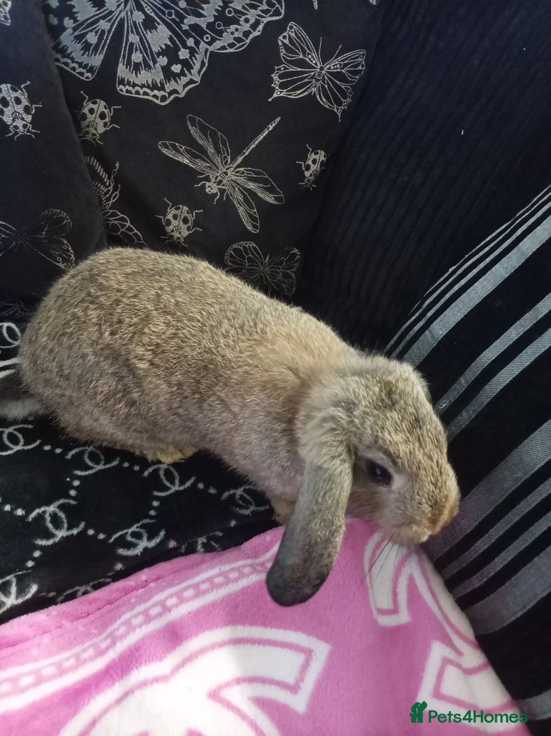 Mixed Breed rabbits for sale: 4 baby rabbits - Advert 8