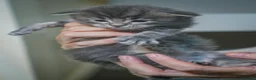 Maine Coon cats for sale: Gorgeous full breed Mainecoon kittens redy dec 1st - Advert 5