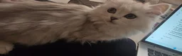 Persian cats for sale: Persian Kitten female - Advert 5