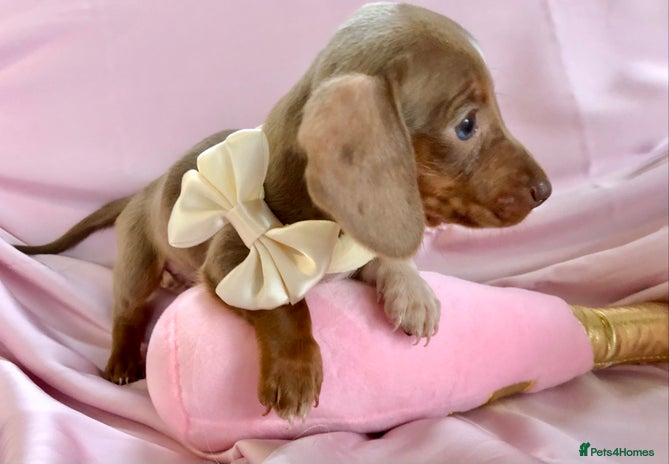 Miniature Dachshund dogs - Advert 4