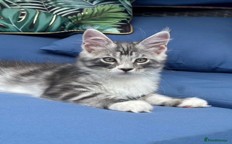 Maine Coon cats - Advert 3