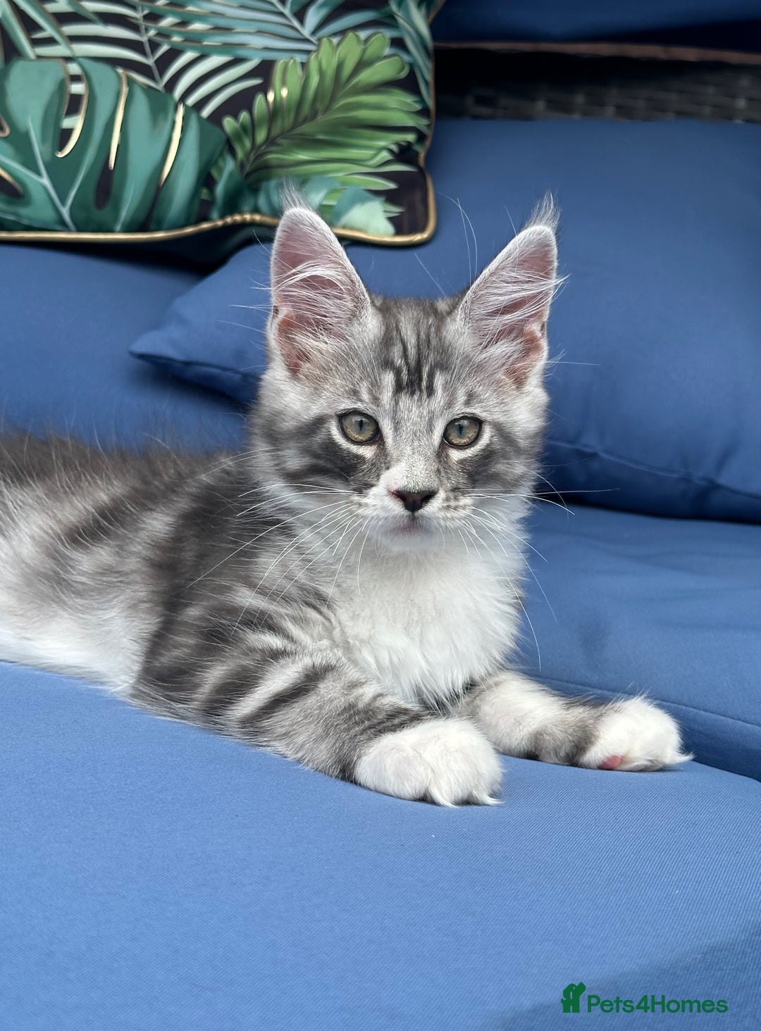 Maine Coon cats for sale: Maine Coons with Tests, Papers & Vet Checks  - Image 1