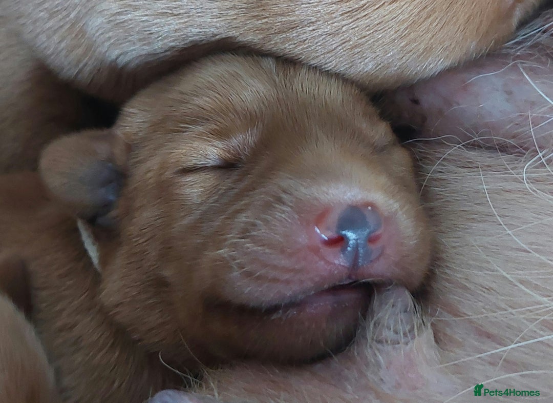 Labrador Retriever dogs for sale: KCReg FoxRed LabradorRetriver Puppies WorkingLines - Advert 7