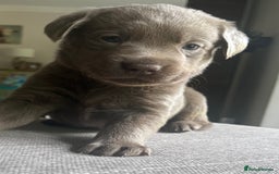 Labrador Retriever dogs for sale: Stunning litter of Silver & Charcoal Lab pups  - Image 6