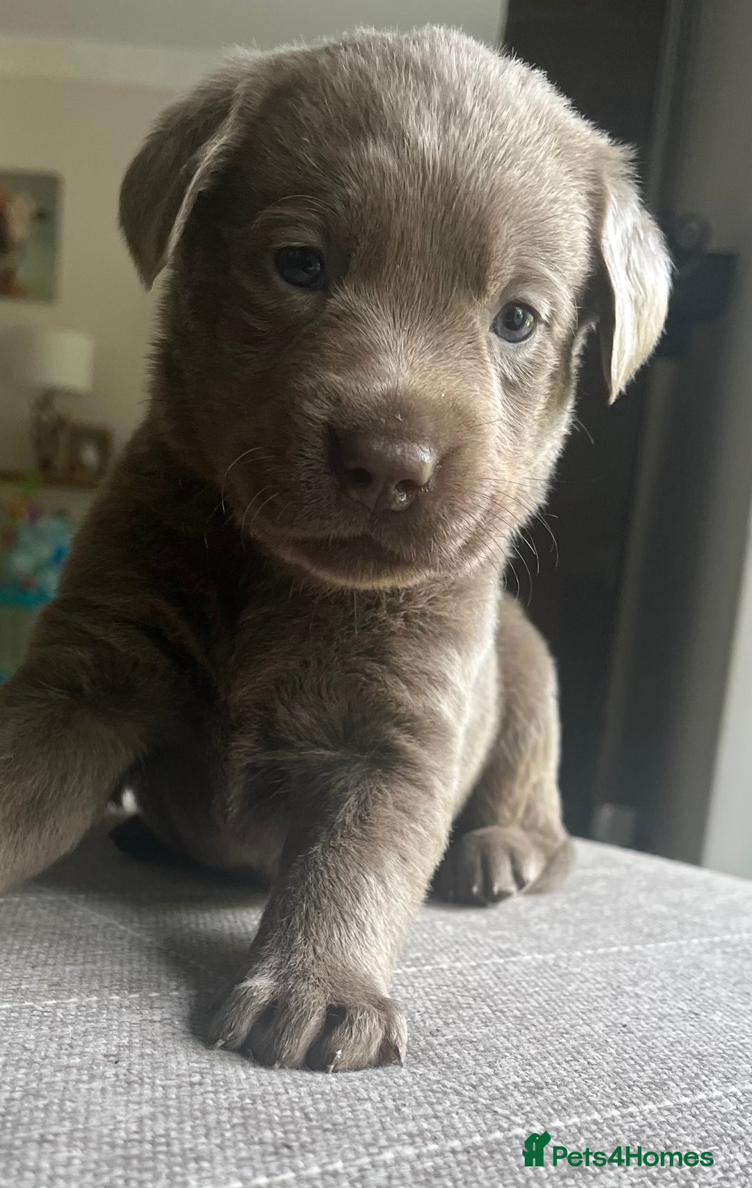 Labrador Retriever dogs for sale: Stunning litter of Silver & Charcoal Lab pups  - Image 6