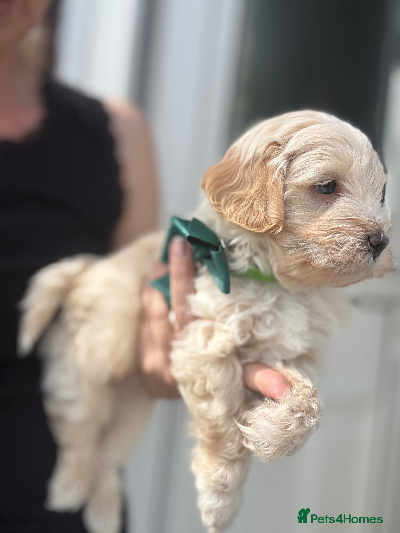 Yorkiepoo dogs Beautiful Yorkie-poo puppies  - Advert 1