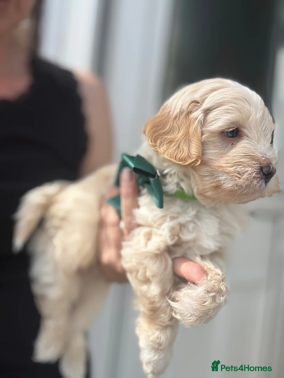 Yorkiepoo dogs for sale: Beautiful Yorkie-poo puppies  - Advert 1