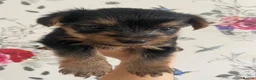 Yorkshire Terrier dogs for sale: X4 Stunning Minature Yorkshire terrier puppies  - Advert 20
