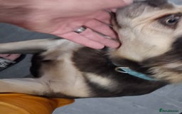 Frug dogs for sale: Puppy - Image 6
