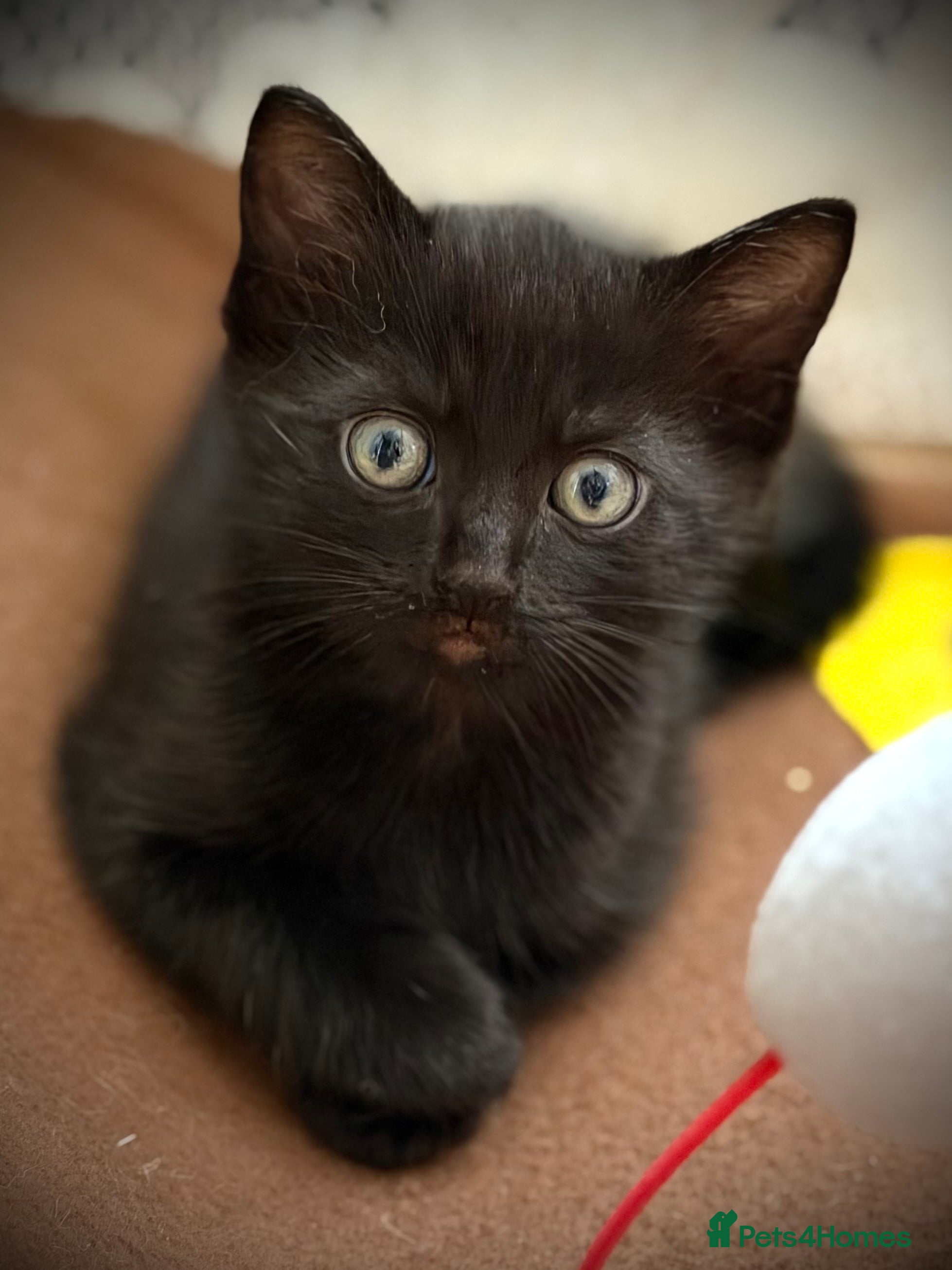 Mixed Breed cats for sale: Adorable Ragdoll Cross Kittens Looking for Homes in Leeds - Advert 3