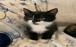 British Shorthair cats for sale: Ready now British short haired & bengal kittens x4 - Image 9