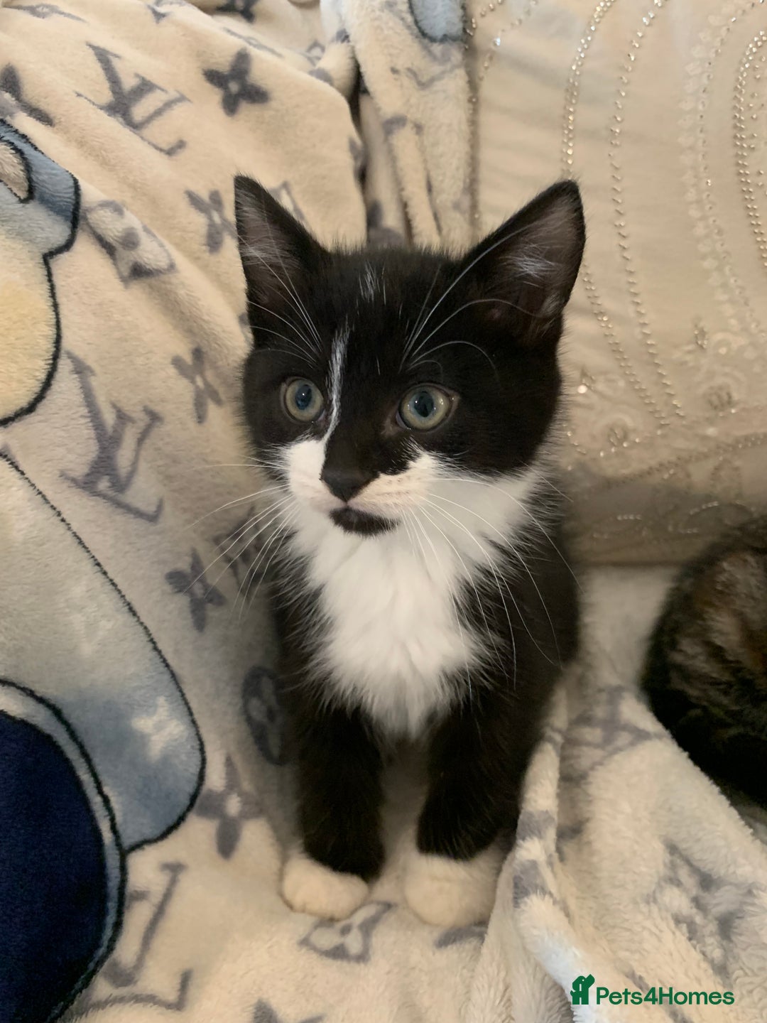 British Shorthair cats for sale: Ready now British short haired & bengal kittens x4 - Image 9