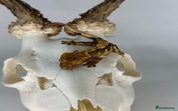 Gecko reptiles for sale: Young Unsexed crested gecko and full setup  - Image 7
