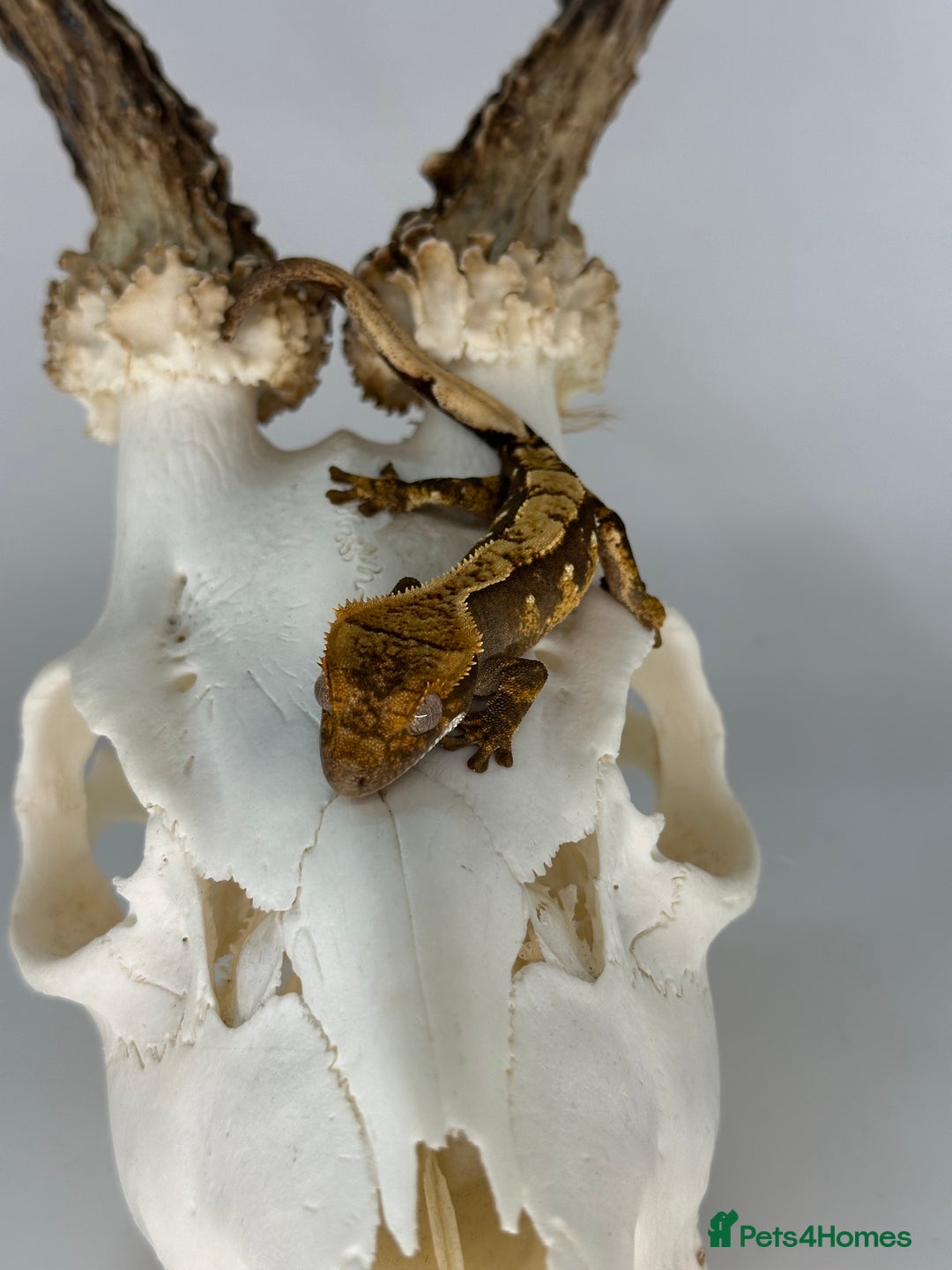 Gecko reptiles for sale: Young Unsexed crested gecko and full setup  - Image 7