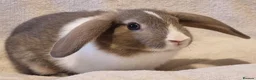 Mixed Breed rabbits for sale: Approximately 10 week old Baby Boy Bunnies - Advert 3