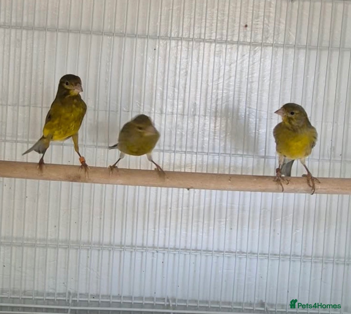 Canaries birds for sale: 4 raza male canary’s for sale  - Advert 11