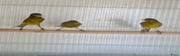 Canaries birds for sale: 4 raza male canary’s for sale  in Chatteris - Advert 1