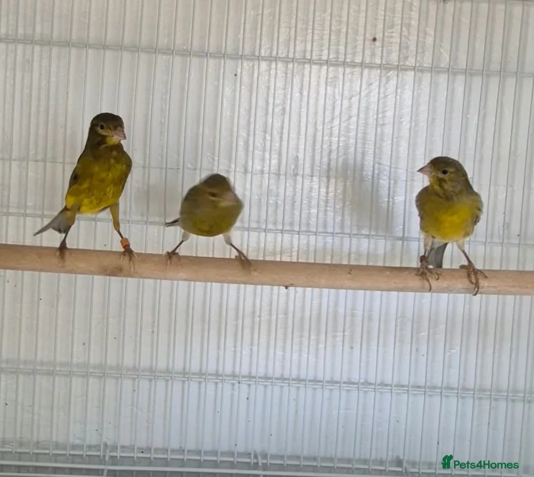 Canaries birds for sale: 4 raza male canary’s for sale  in Chatteris - Advert 1