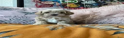 Maltipoo dogs for sale: Toy Maltipoos  - Advert 15