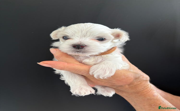Maltese dogs - Advert 2