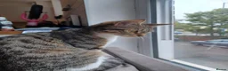 British Shorthair cats for sale: Tabby kitten  - Advert 3