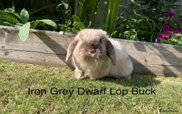 Dwarf Lop rabbits for sale: Dwarf and Mini Lop youngsters in Loughborough - Image 3