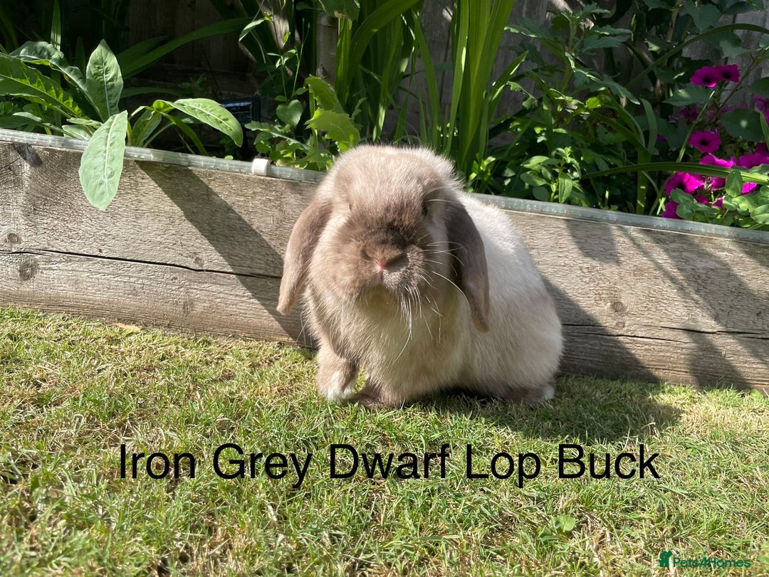 Dwarf Lop rabbits for sale: Dwarf and Mini Lop youngsters in Loughborough - Image 3