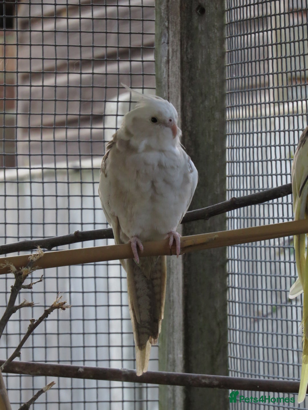 Cockatiels birds for sale: One male and one female 4 month old cockatiels. - Advert 13