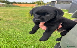 Labrador Retriever dogs for sale: Labrador Retriever Puppies  - Image 10