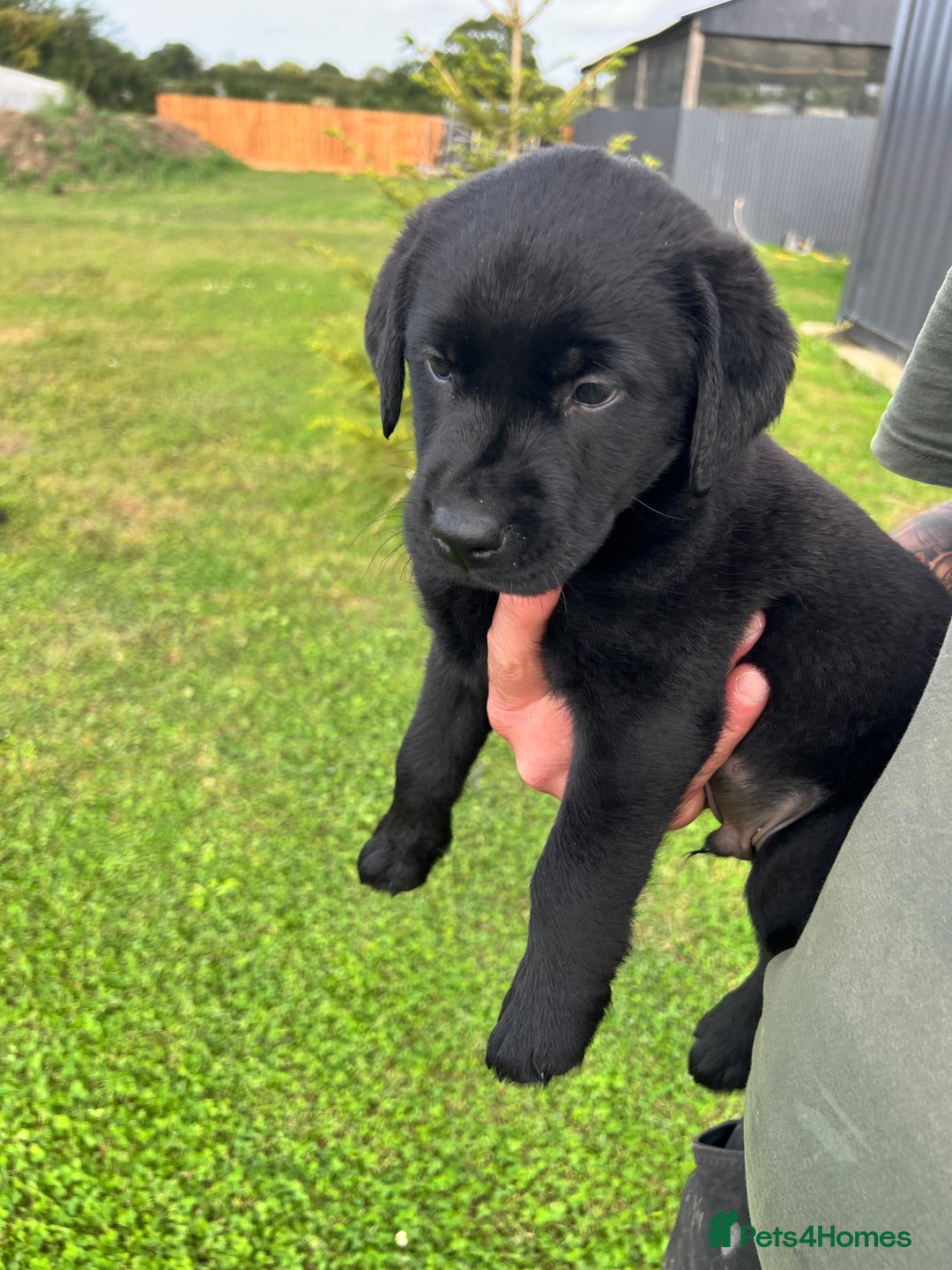 Labrador Retriever dogs for sale: Labrador Retriever Puppies  - Image 10