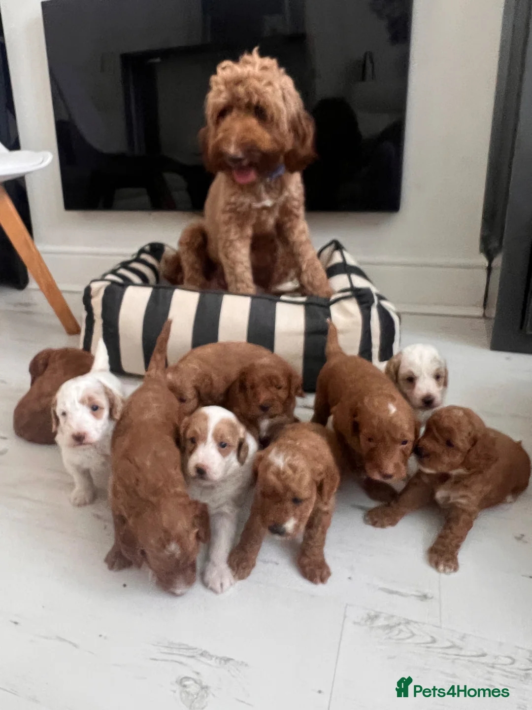 Australian Labradoodle dogs for sale: Absolutely outstanding Australian Labradoodle 🐾 - Advert 2