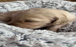 Mixed Breed dogs for sale: Multi generational goldendoodle puppies - Image 13