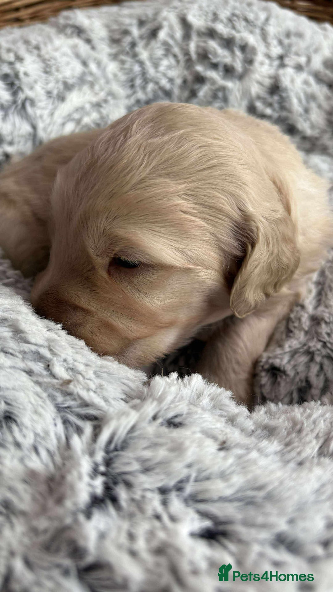 Mixed Breed dogs for sale: Multi generational goldendoodle puppies - Image 13